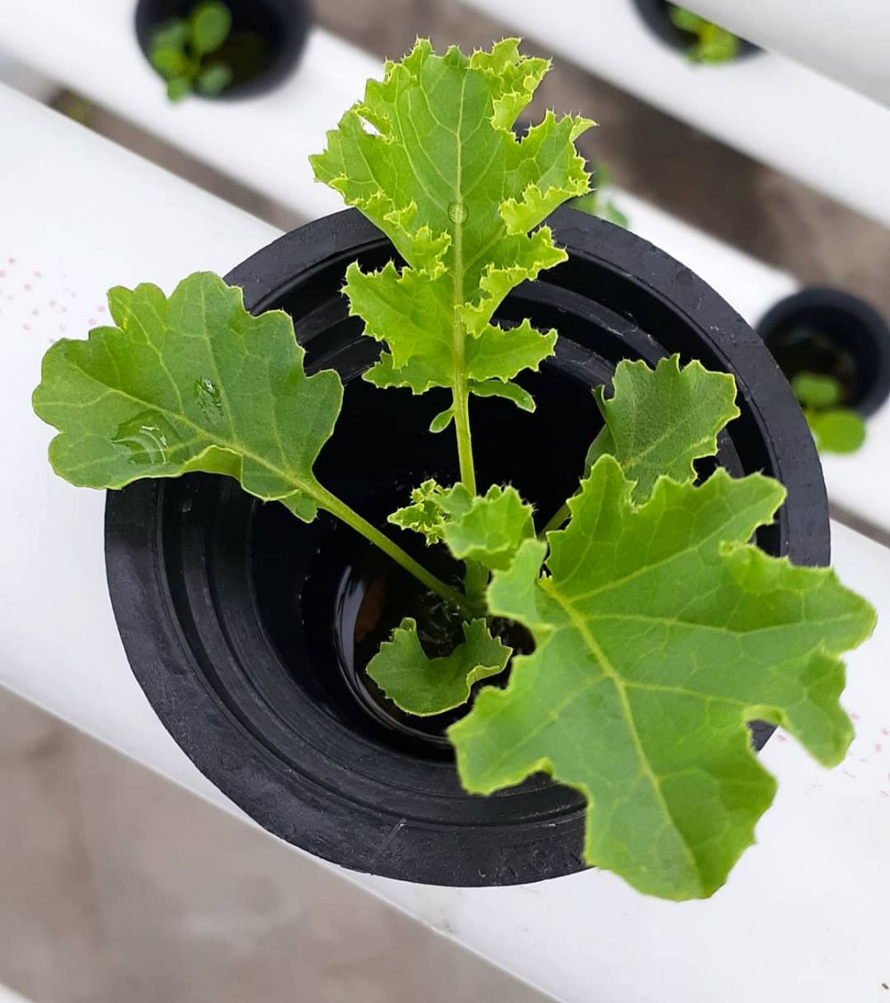 Cara menanam hidroponik kale, dari pembibitan hingga panen