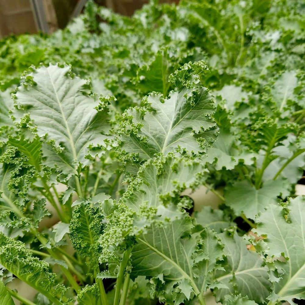 Cara menanam hidroponik kale, dari pembibitan hingga panen