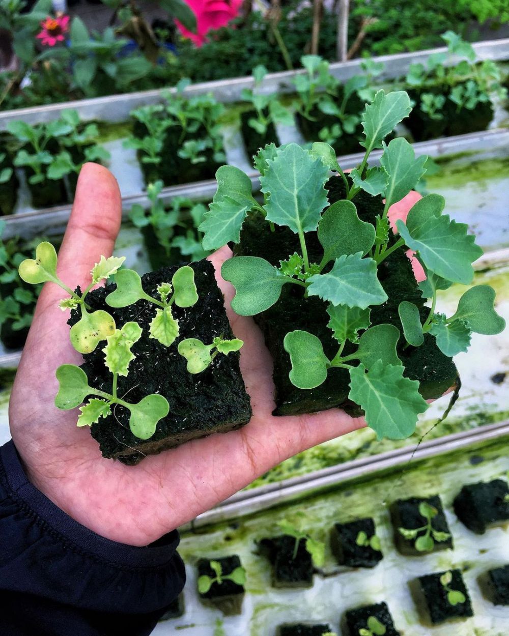 Cara menanam hidroponik kale, dari pembibitan hingga panen