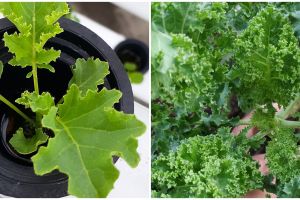 Cara menanam hidroponik kale, dari pembibitan hingga panen