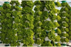 Cara menanam hidroponik vertikal, solusi untuk lahan sempit