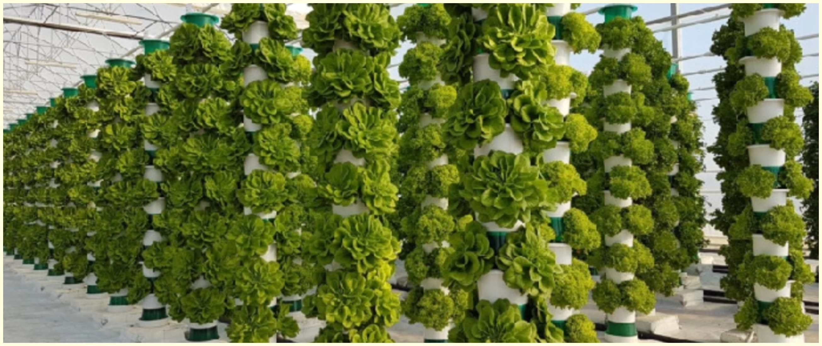 Cara menanam hidroponik vertikal, solusi untuk lahan sempit