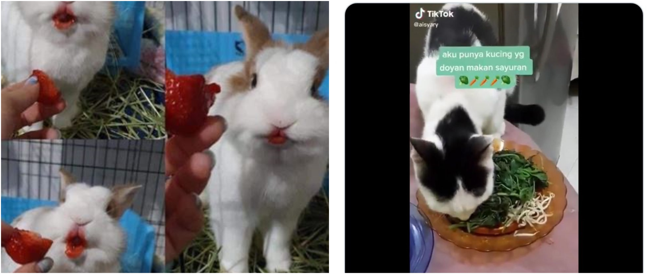 10 Potret absurd hewan saat makan ini bikin kerutin dahi