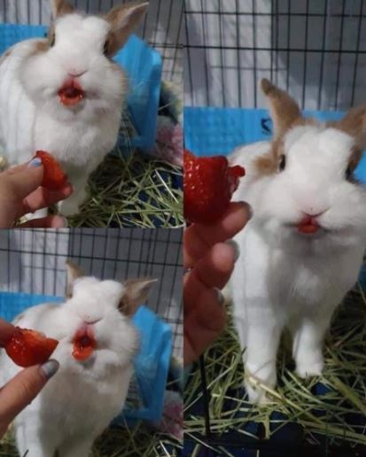 10 Potret absurd hewan saat makan ini bikin kerutin dahi