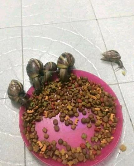 10 Potret absurd hewan saat makan ini bikin kerutin dahi