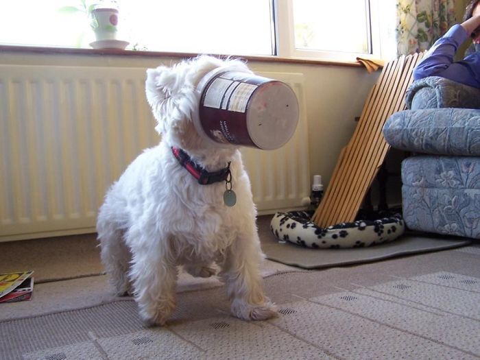 10 Potret absurd hewan saat makan ini bikin kerutin dahi