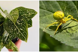 6 Penyebab aglonema berubah kuning dan cara mengatasinya