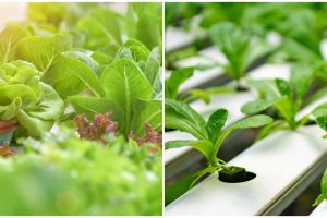 6 Faktor yang memengaruhi pertumbuhan tanaman hidroponik