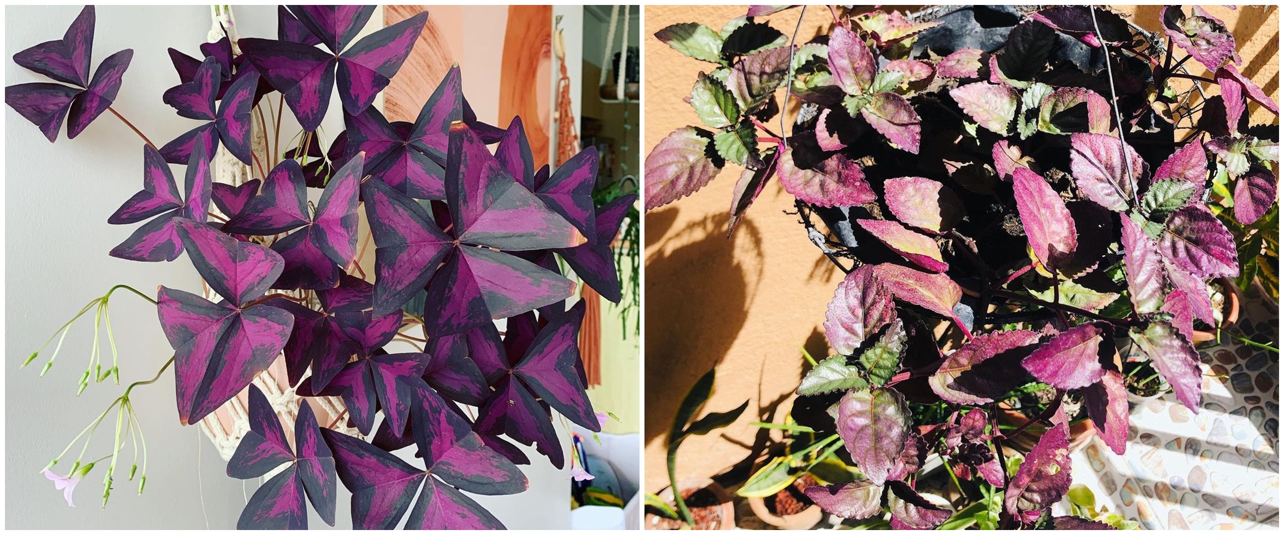 10 Tanaman  hias  gantung  daun ungu cocok buat indoor dan 