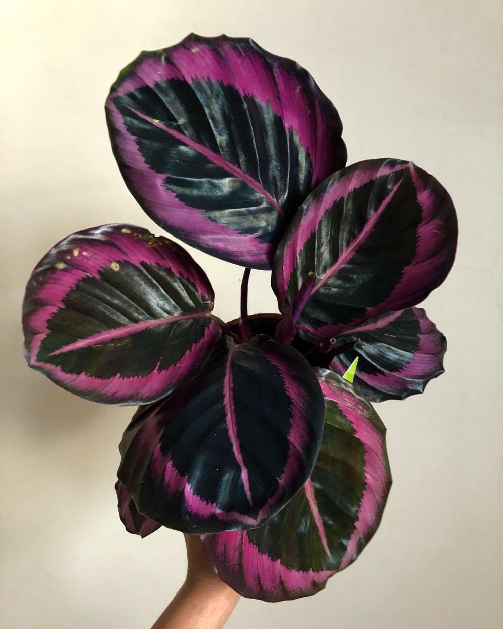 tanaman hias gantung daun ungu ©Instagram