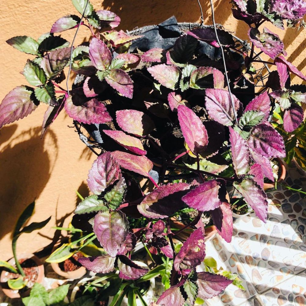 10 Tanaman hias gantung daun ungu, cocok buat indoor dan outdoor