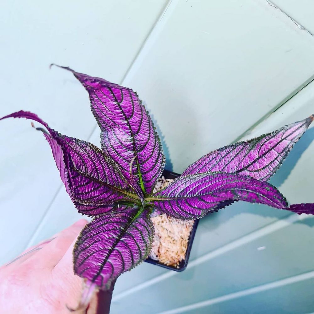 10 Tanaman hias gantung daun ungu  cocok buat indoor dan 