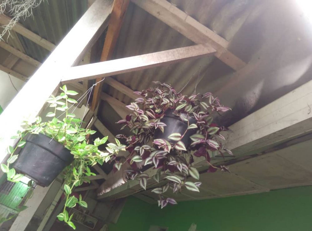 tanaman hias gantung daun ungu ©Instagram