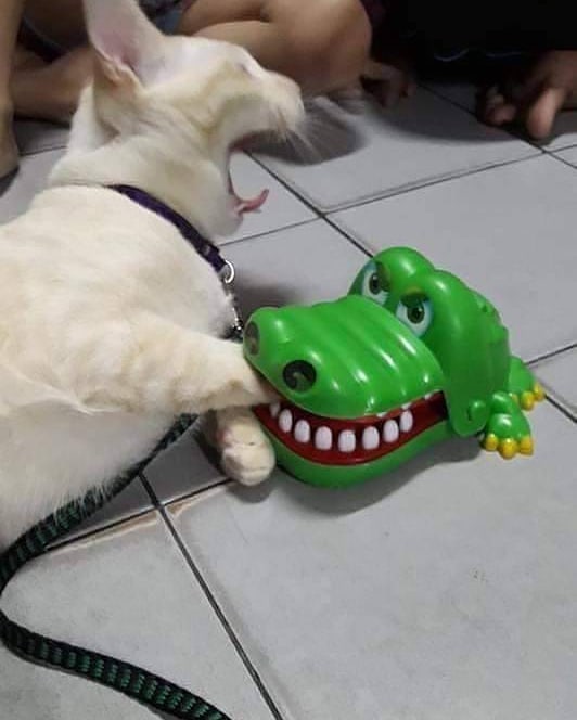 20 Momen pas kucing dengan benda sekitar, bikin lihat dua kali