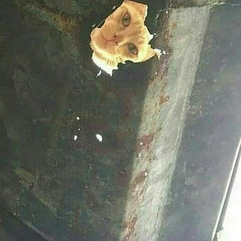 20 Momen pas kucing dengan benda sekitar, bikin lihat dua kali