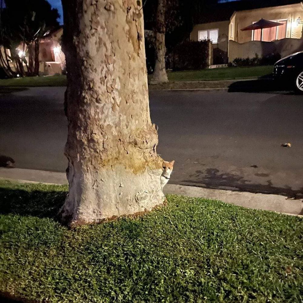 20 Momen pas kucing dengan benda sekitar, bikin lihat dua kali