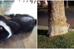 20 Momen pas kucing dengan benda sekitar, bikin lihat dua kali