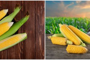 Cara menanam hidroponik jagung manis, mudah dan hasilnya memuaskan