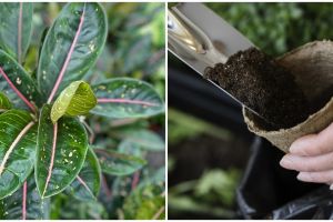 Cara merawat aglonema pink moon, lengkap dengan tips penyiramannya