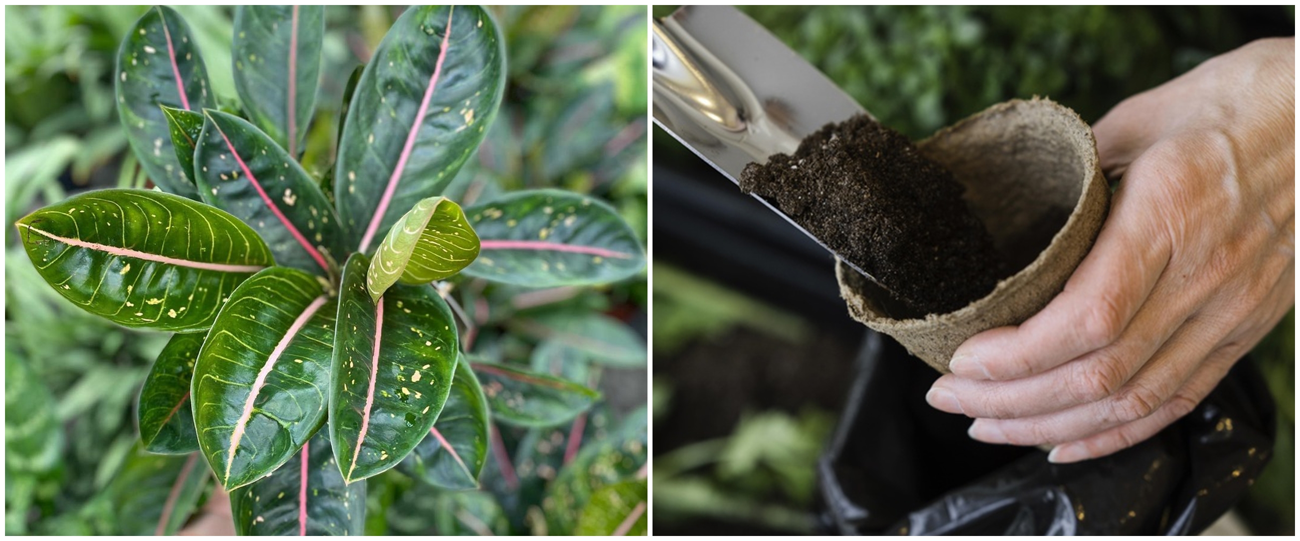 Cara merawat aglonema pink moon, lengkap dengan tips penyiramannya