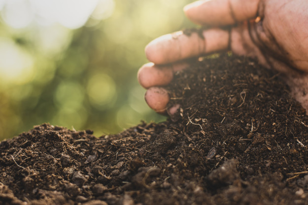 10 Media tanam hidroponik organik dan anorganik, bagus untuk digunakan