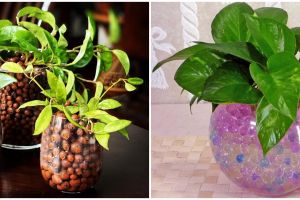 10 Media tanam hidroponik organik dan anorganik, bagus untuk digunakan