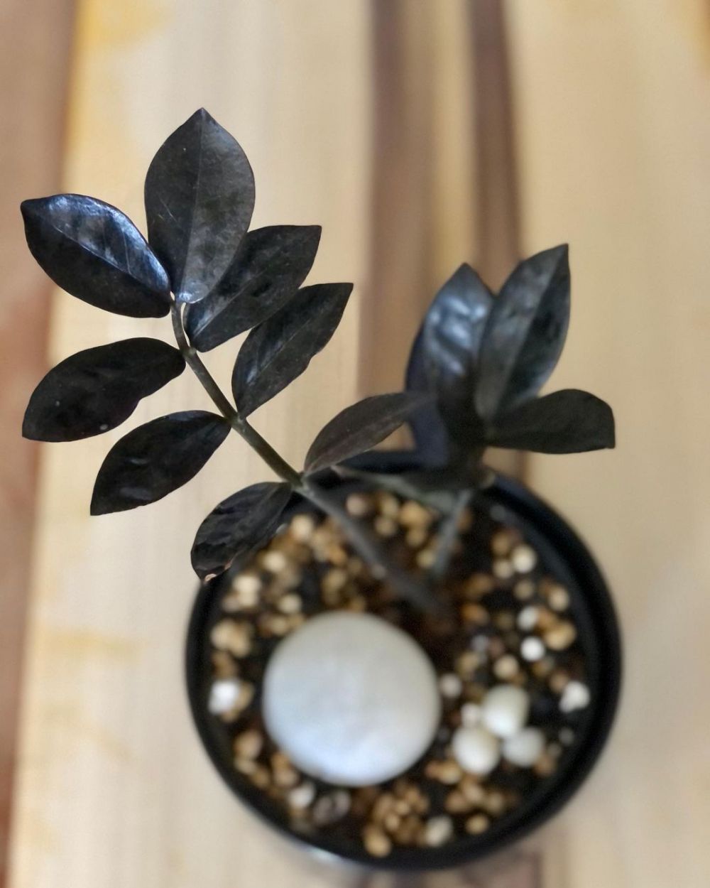 10 Tanaman hias daun hitam, elegan dan eksotis buat dekorasi