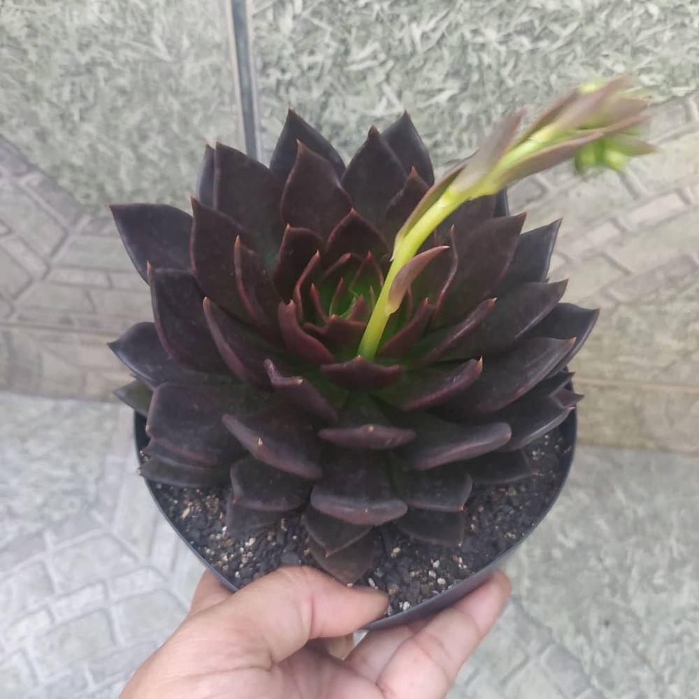 10 Tanaman hias daun hitam, elegan dan eksotis buat dekorasi