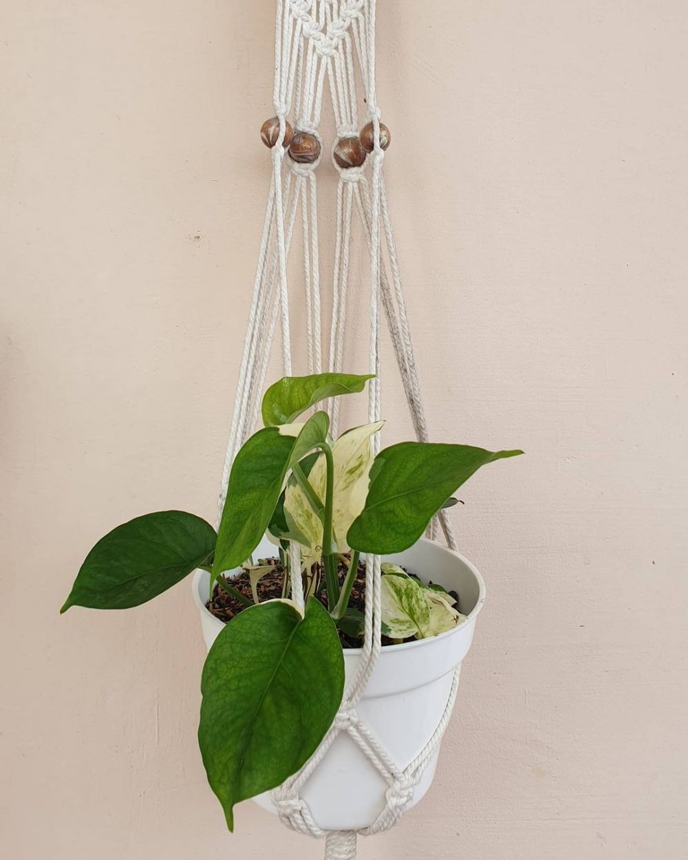 tanaman hias gantung sirih © Instagram
