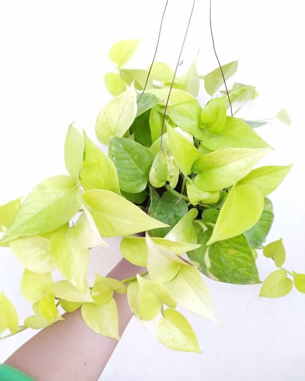 10 Tanaman hias gantung daun sirih, cantik dan mudah dirawat