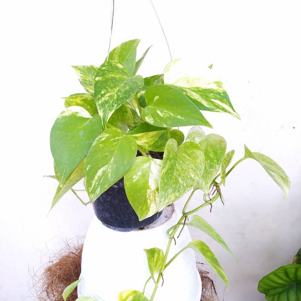 10 Tanaman hias gantung daun sirih, cantik dan mudah dirawat