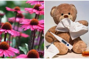 Deretan manfaat Echinacea purpurea, atasi infeksi saluran pernapasan