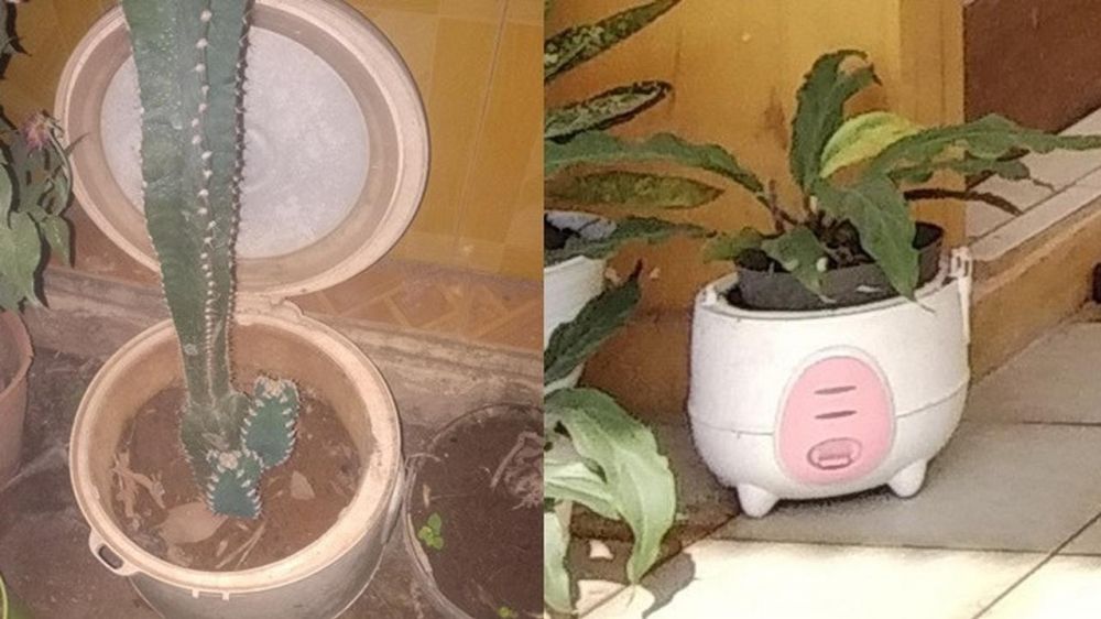 Nggak buat masak nasi, 11 pemakaian rice cooker ini nyeleneh abis