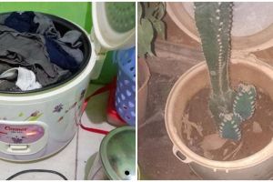 Nggak buat masak nasi, 11 pemakaian rice cooker ini nyeleneh abis