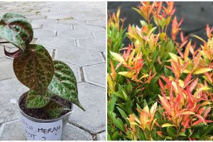 4 Jenis tanaman obat daun merah, termasuk daun sirih