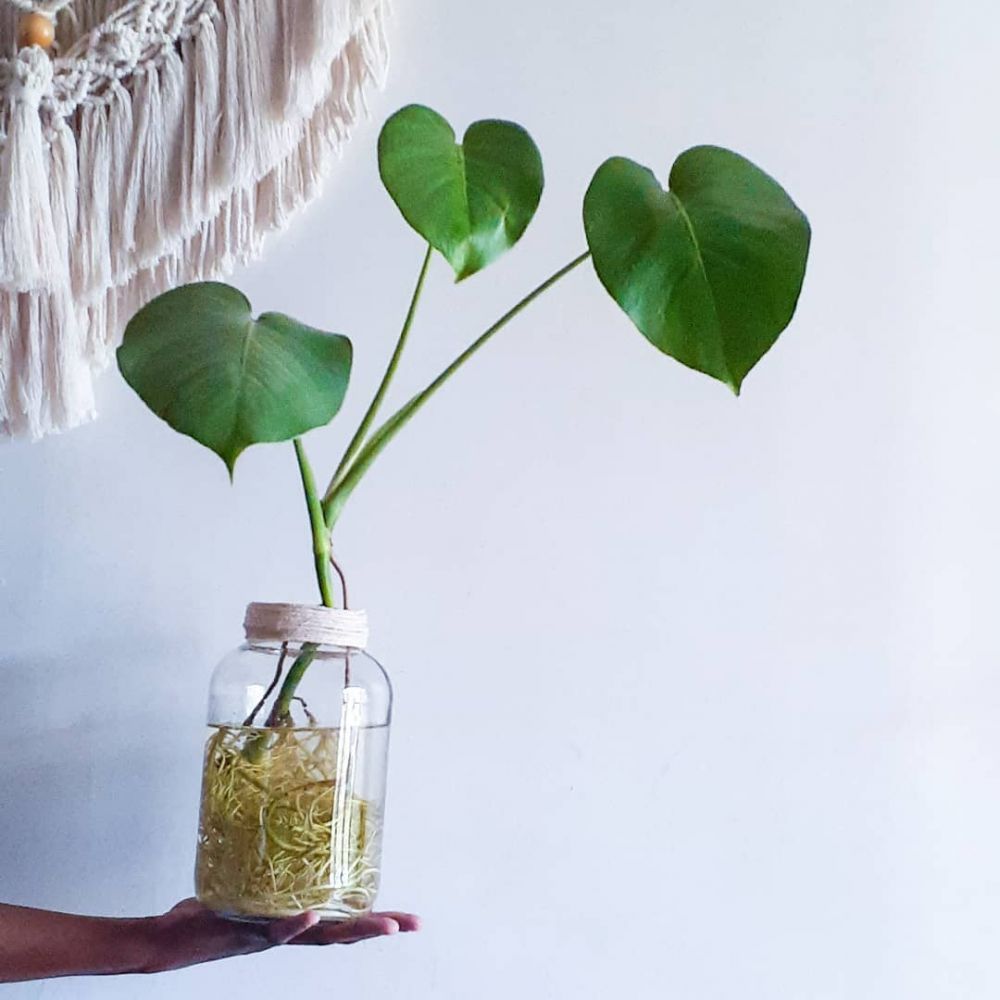 10 Tanaman hidroponik yang mudah ditanam di dalam rumah