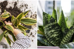 Cara merawat lidah mertua indoor bikin subur dan sehat