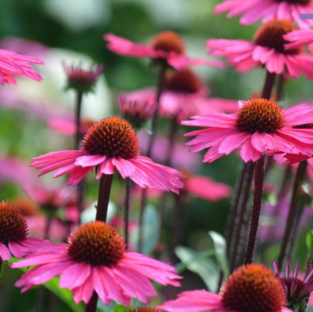 8 Tanaman obat flu yang ampuh dan mudah didapat