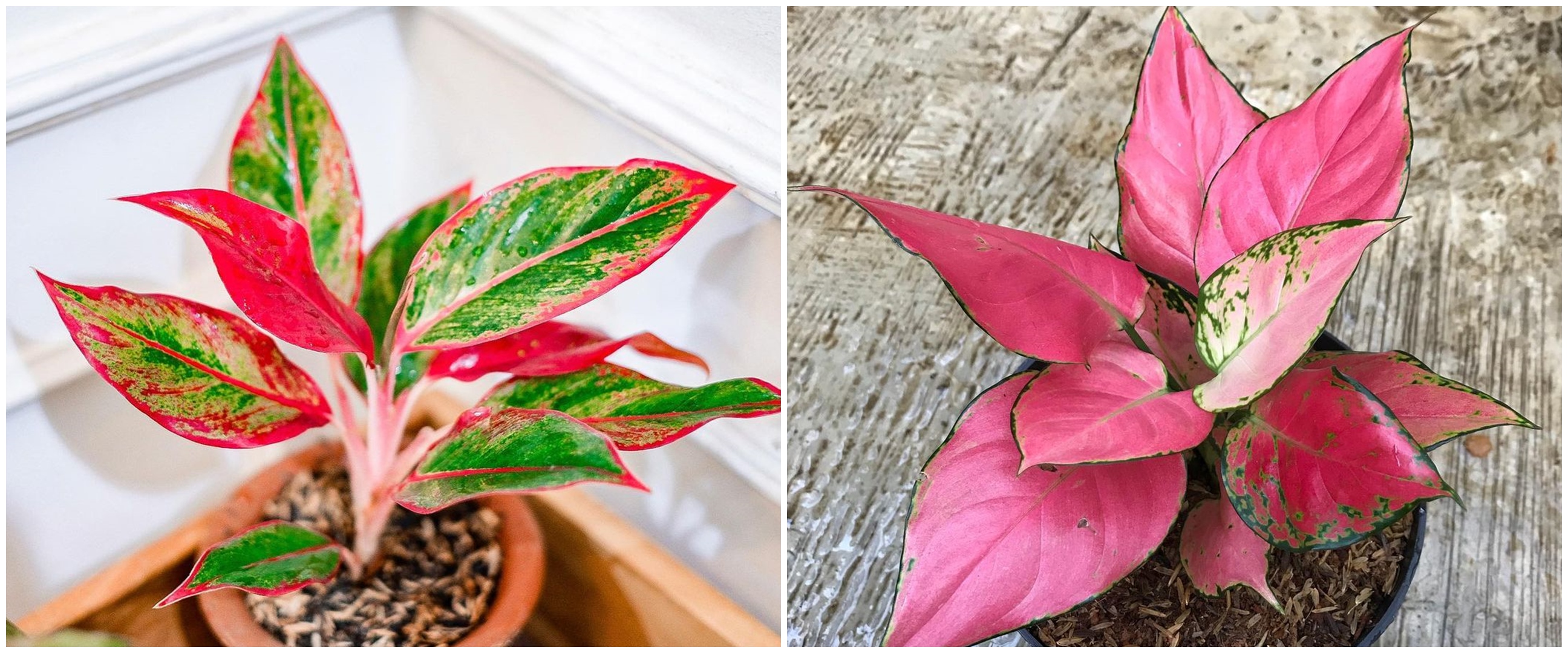 6 Jenis tanaman hias daun sri rejeki yang banyak dicari