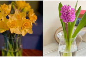 10 Tanaman hidroponik bunga, bikin rumah makin segar dan asri