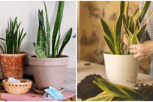 Cara memperbanyak lidah mertua dengan media tanam air serta tahapannya