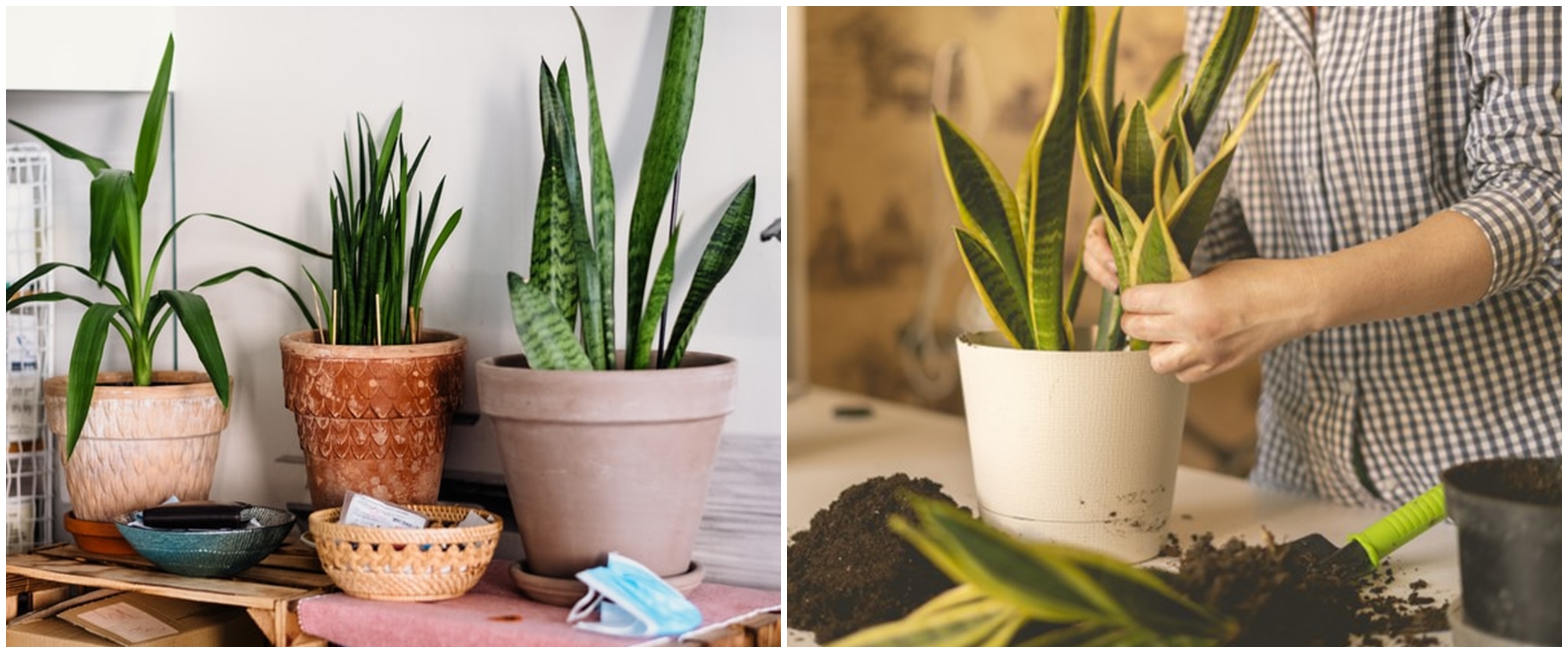 Cara memperbanyak lidah mertua dengan media tanam air serta tahapannya