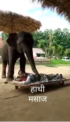 Ekstrem, terapi pijat dengan diinjak gajah