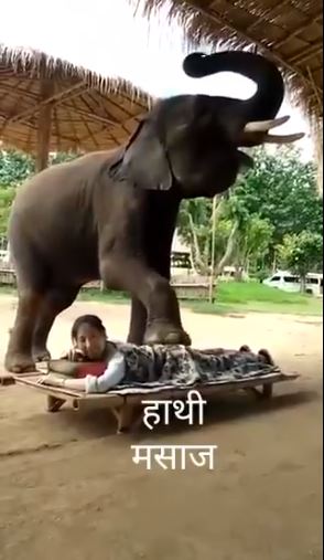 Ekstrem, terapi pijat dengan diinjak gajah