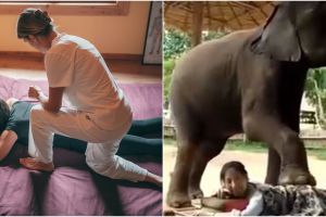 Ekstrem, terapi pijat dengan diinjak gajah
