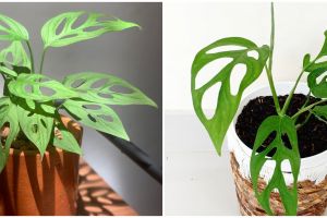 Mengenal tanaman hias janda bolong, nama latin, sejarah dan jenisnya