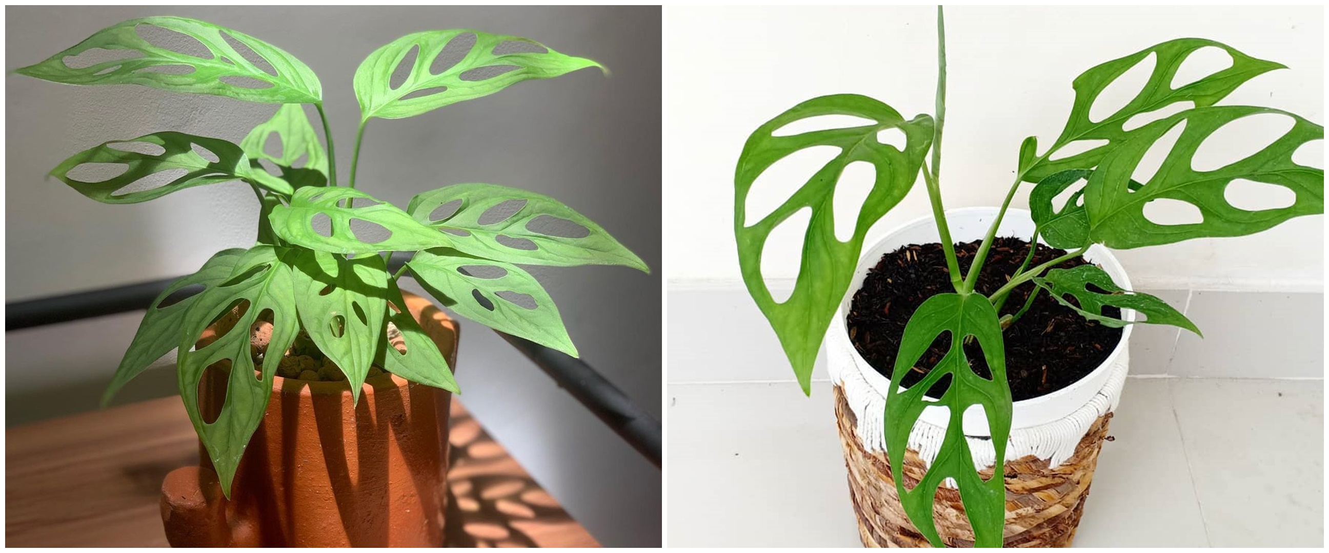 Mengenal tanaman hias janda bolong, nama latin, sejarah dan jenisnya