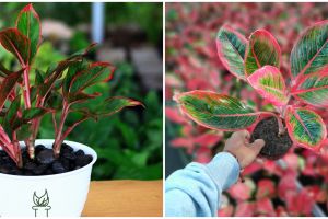 Cara merawat bunga aglonema jenis lipstik, warna tetap cerah dan subur