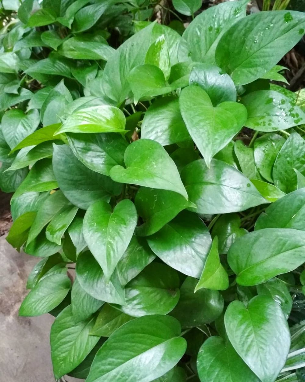 10 Tanaman hias daun hijau, bikin rumah makin sejuk dan segar