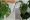Cara menanam dan merawat bunga aglonema ekor naga, antiribet